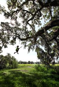 A walk in the Lowcountry woods to discern the meaning of trees
